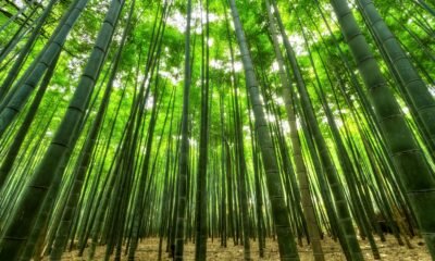 Arashiyama Bamboo Forest