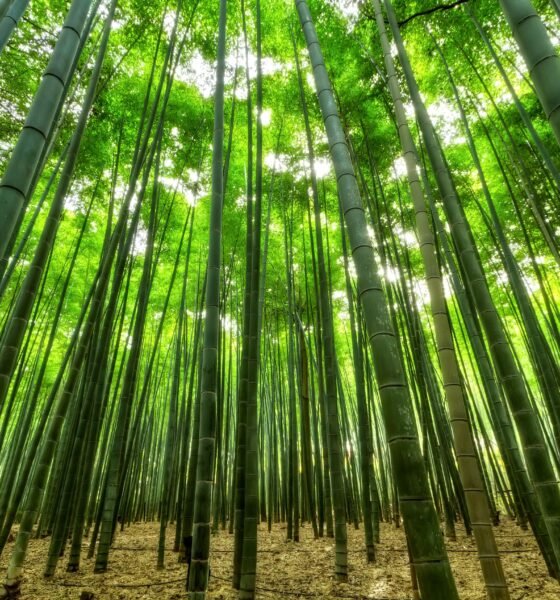 Arashiyama Bamboo Forest