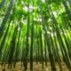 Arashiyama Bamboo Forest