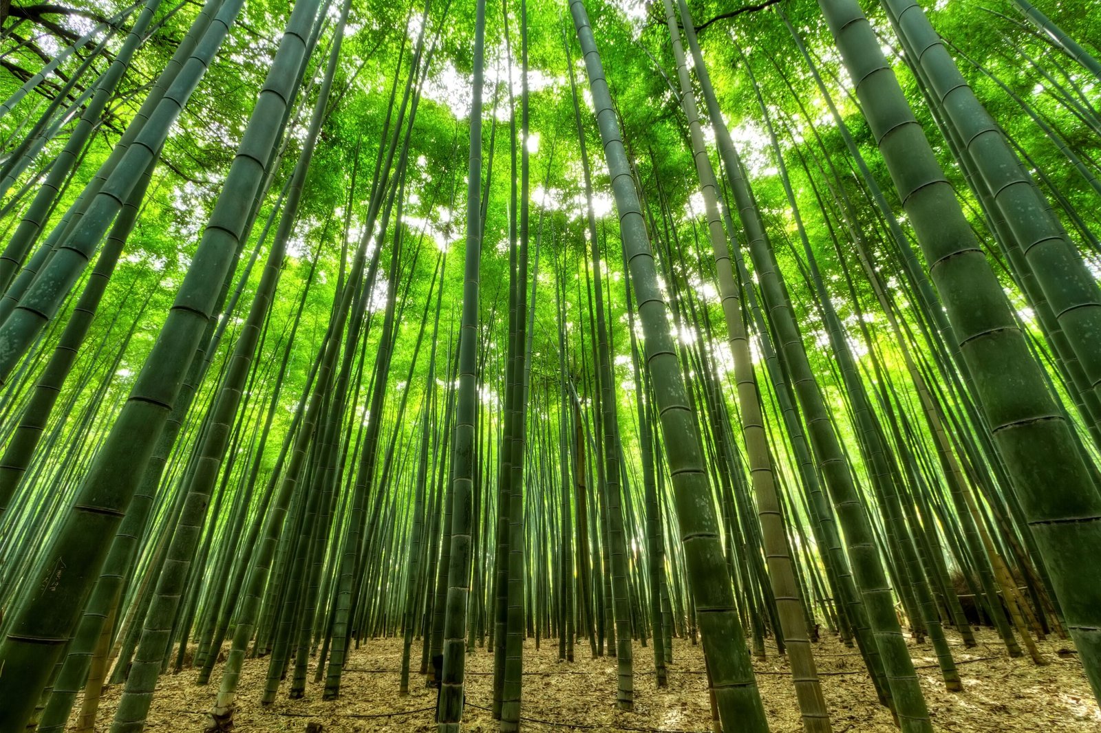 Arashiyama Bamboo Forest