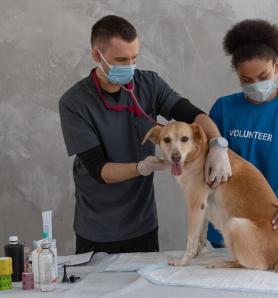My HealtheVet