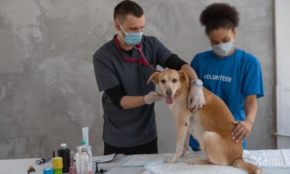 My HealtheVet